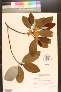 Magnolia virginiana image